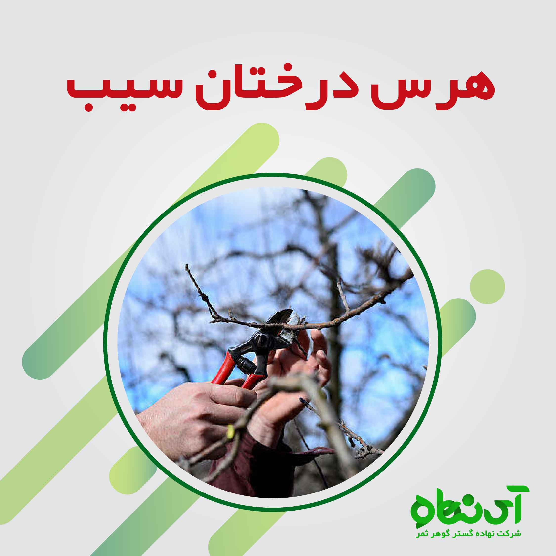 هرس درختان سیب